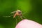 Yellow Fever, Malaria or Zika Virus Infected Mosquito Insect Macro on Green Background