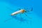 Yellow Fever, Malaria or Zika Virus Infected Mosquito Insect Macro on Water