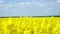 Yellow field