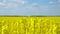 Yellow field