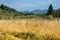 Yellow field, Altai mountains, Russia