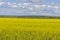 Yellow field of blooming canola, Brassica napus or Brassica campestris. Field of spring rapeseed blooming with small yellow