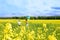 yellow field, blue sky, white clouds. Running cute kids kids with blue and yellow balloons. The concept of freedom