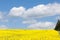Yellow field, Brassica napus, under a cloudy blue sky