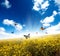 Yellow field with butterfly