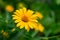 Yellow field calendula flower, shot on a green background. Coreopsis auriculata