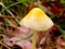 Yellow Field Cap Mushroom