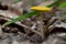 Yellow Field Cap Mushroom Bolbitius titubans sometimes called the Egg Yolk Fungus