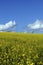 Yellow field of colza flower