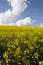 Yellow field of colza flower