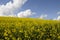 Yellow field of colza flower