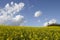 Yellow field of colza flower