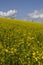 Yellow field of colza flower