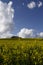 Yellow field of colza flower