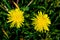 Yellow field dandelion flower, colorful natural background