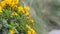 Yellow field flowers