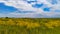 Yellow field with flowers on a background of blue sky with clouds.