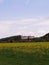 Yellow field in front of the castle Hrastovec