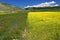 Yellow field Landscape