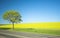 Yellow field and lonely tree