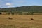 Yellow field with mountains and forest far away and blue sky. Cultivated area with trees. Agriculture