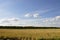 Yellow field with mountains and forest far away and blue sky. Cultivated area with trees. Agriculture