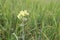 Yellow field mustard flowers. Sinapis arvensis. Selective focus. Creative vintage background