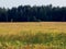 Yellow field near the forest