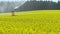 Yellow field with oil seed