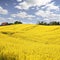 Yellow field with oil seed in early spring