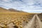 Yellow field, Peruvian feathergrass at the Puna de Atacama, Argentina