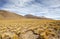 Yellow field, Peruvian feathergrass at the Puna de Atacama, Argentina