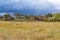 Yellow field, pine and blue sky, beautiful landscape and nature, background