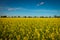 Yellow field rapeseed in bloom. Wide angle view of a beautiful field of bright canola in front of a forest