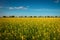 Yellow field rapeseed in bloom. Wide angle view of a beautiful field of bright canola in front of a forest