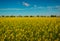 Yellow field rapeseed in bloom. Wide angle view of a beautiful field of bright canola in front of a forest