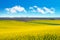 Yellow field during rapeseed flowering and blue sky with white clouds, spring view