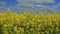 Yellow field with rapeseed flowers. View from a height of a flying drone.