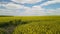 Yellow field with rapeseed flowers. View from a height of a flying drone.