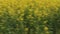 Yellow field with rapeseed flowers. View from a height of a flying drone.