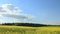 Yellow field with rapeseed flowers. View from a height of a flying drone.