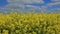 Yellow field with rapeseed flowers. View from a height of a flying drone.