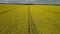 Yellow field with rapeseed flowers. View from a height of a flying drone.