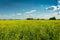 Yellow field of rapeseed, horizon and clouds on a blue sky