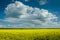 Yellow field of rapeseed, horizon and large white cloud on the sky