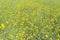 Yellow field rapeseed plantation, ripe rape crop