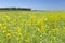 Yellow field rapeseed plantation, ripe rape crop