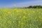 Yellow field rapeseed plantation, ripe rape crop