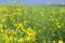 Yellow field rapeseed plantation, ripe rape crop