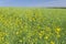 Yellow field rapeseed plantation, ripe rape crop